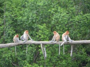 Borneo Big Five Proboscis Moneys