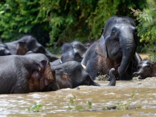 Borneo Big Five Pygmy Elephants