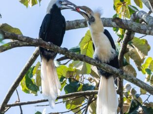 Bird watching holidays Borneo