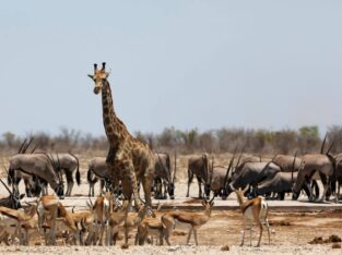 Wildlife at Etosha National Park Namibia