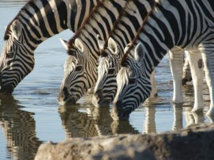 Namibia's wildlife, zebras drinking water