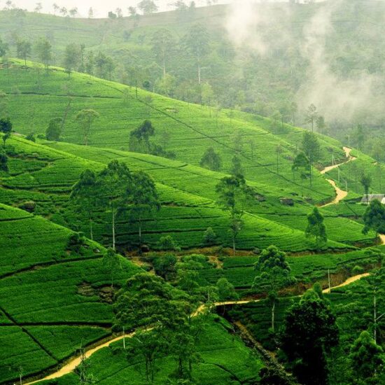 Tea plantation at Nuwara Eliya, Sri Lanka